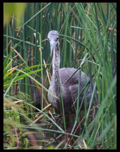 Great Blue Heron