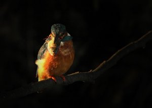 Kingfisher - fishing at first light