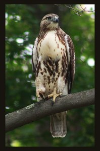 immature Red tailed hawk?