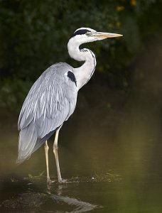 Heron on the River Lowther