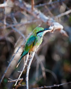 Little Green Bee-eater