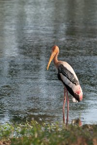 Painted Stork