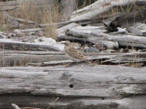 Horned Lark