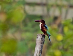 White Breasted Kingfisher