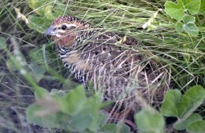 Rock Bush Quail