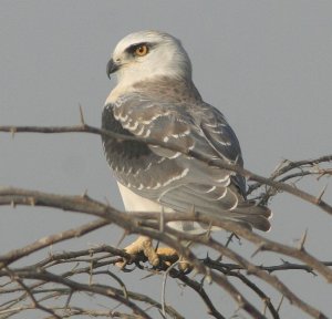 Black Winged Kite