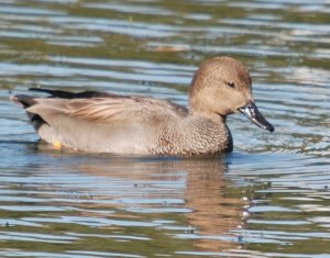 Gadwall