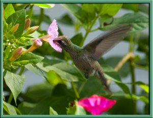 Juvenile Broad-billed at Flower