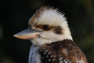 Laughing Kookaburra