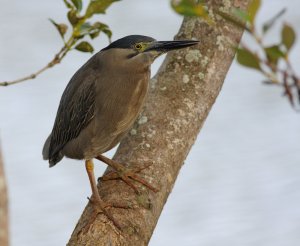 Striated Heron