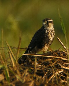 Aplomado Falcon