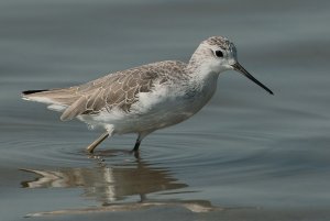 Marsh Sandpiper