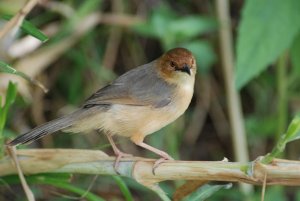 red faced cisticola