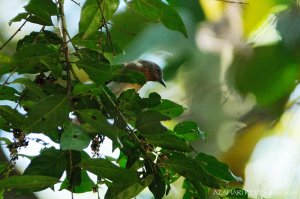 Philippine Bulbul