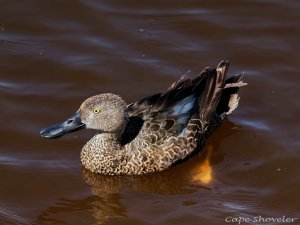 Cape Shoveler