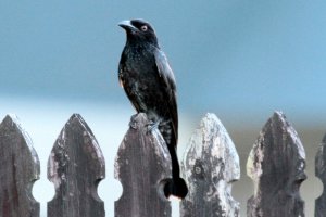 Spangled Drongo