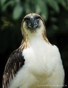 Philippine Eagle