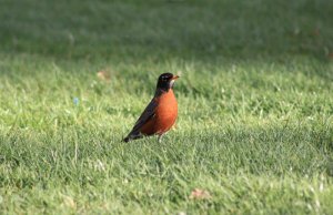 American Robin