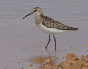 Curlew Sandpiper - juvenile to first winter