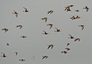 Bar-tailed Godwits