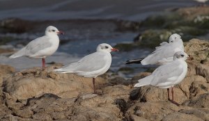 Mediterranean Gulls