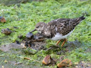 Turnstone