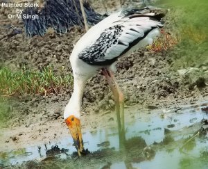 Painted Stork..lol..