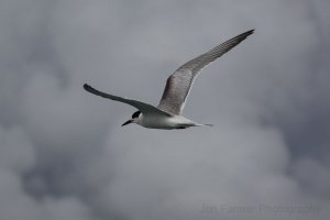 ROSEATE TERN