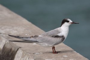 ROSEATE TERN