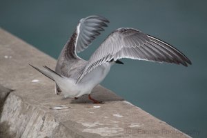 ROSEATE TERN