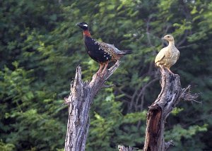 Black francolin male and female