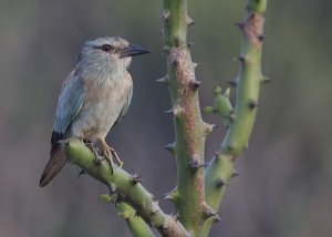 European Roller