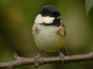 coal tit