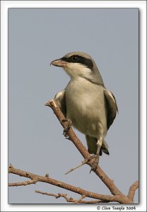 Steppe Grey Shrike