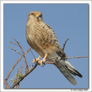 Greater Kestrel