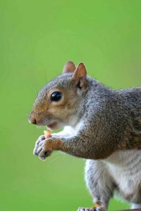 Grey Squirrel