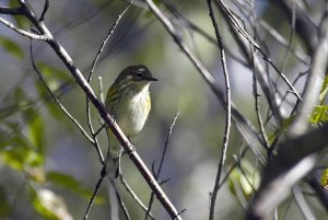 Yellow-rumped ("Myrtle") Warbler