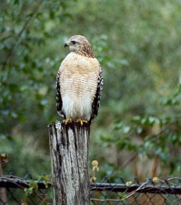 Red-Shouldered Hawk