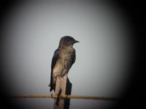 Gray-breasted Martin