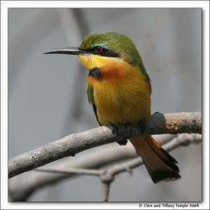 Little Bee-eater