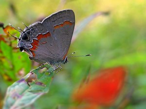 Red-banded Hairstreak