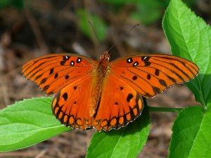 Gulf Fritillary