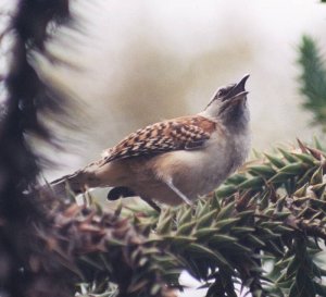 Rufous-naped Wren