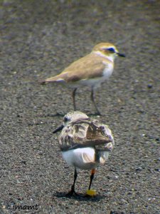 Flagged Sanderling