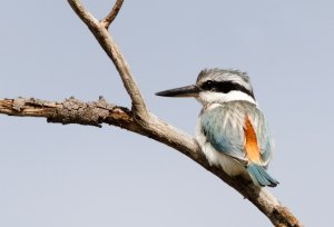 Red-backed Kingfisher