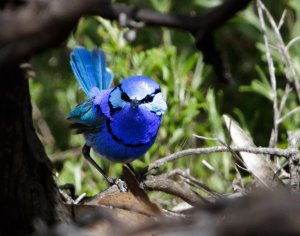 Splendid Fairywren