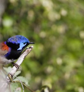 Variegated Fairywren