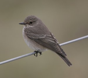 Spotted Flycatcher