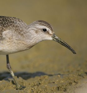 Curlew Sandpiper (Portrait)