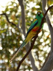 Mulga Parrot